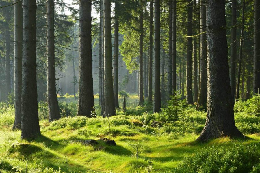 Floresta com árvores altas e relva Floresta com árvores altas e relva