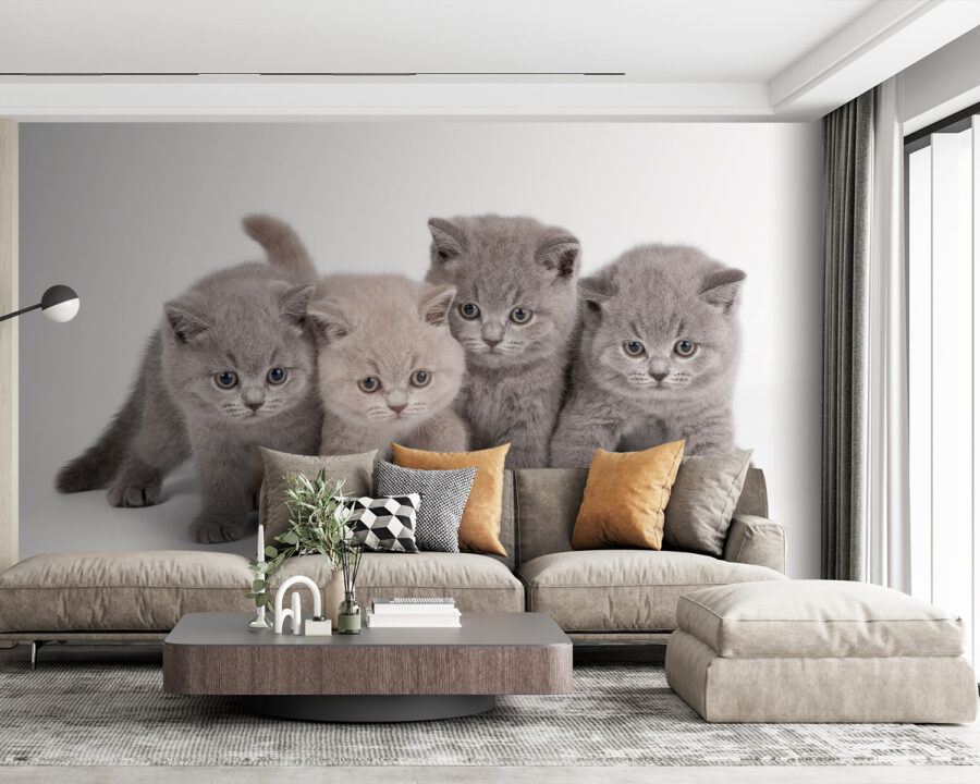 Papel de parede Grupo de gatinhos juntos - Image 2