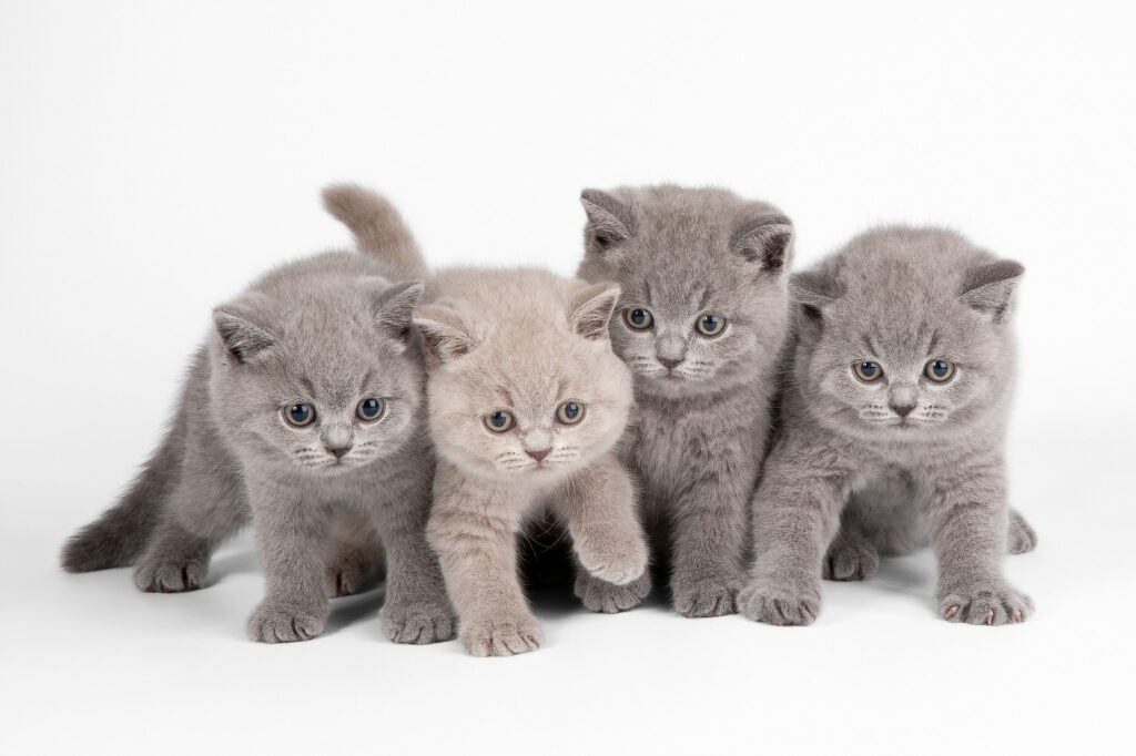 Grupo de gatinhos juntos Grupo de gatinhos juntos