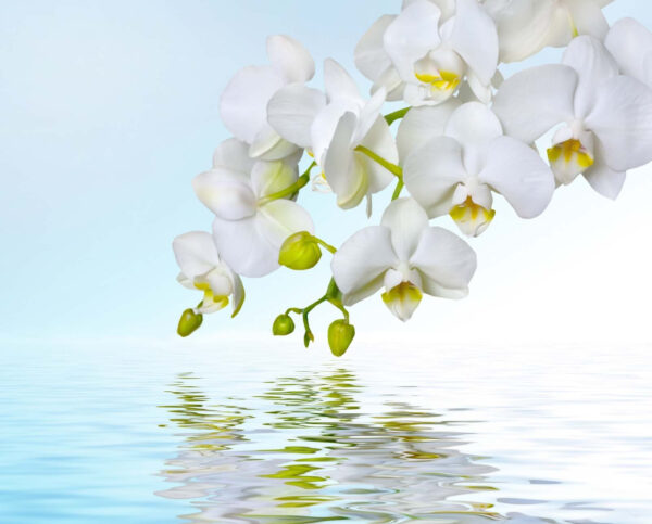 Orquídeas brancas sobre a água Orquídeas brancas sobre a água