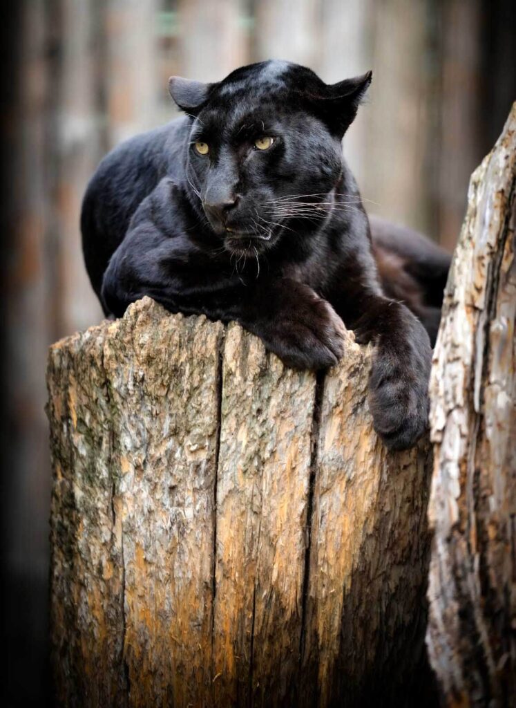 Pantera negra deitada num cepo de árvore Pantera negra deitada num cepo de árvore