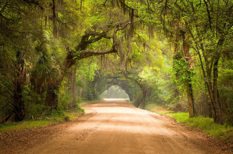 Estrada de terra batida com árvores e ramos cobertos de musgo
