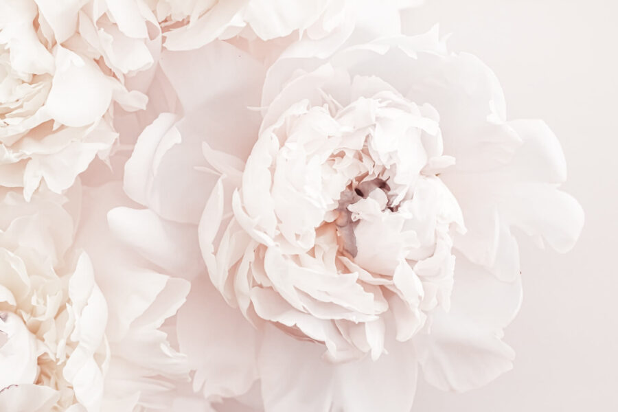 Flores delicadas em tons suaves.