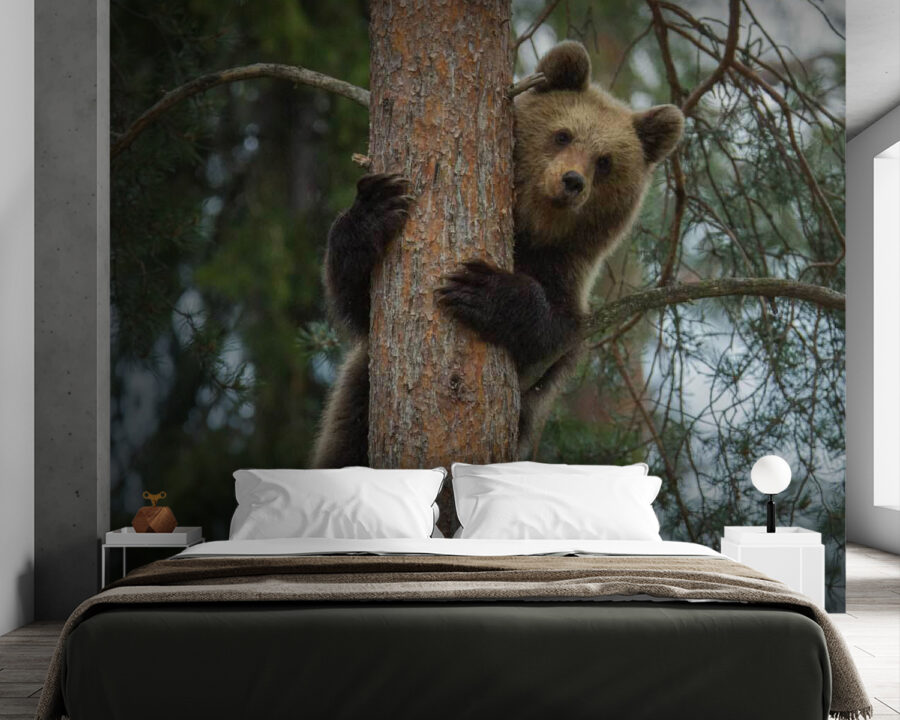 Urso a trepar a uma árvore
