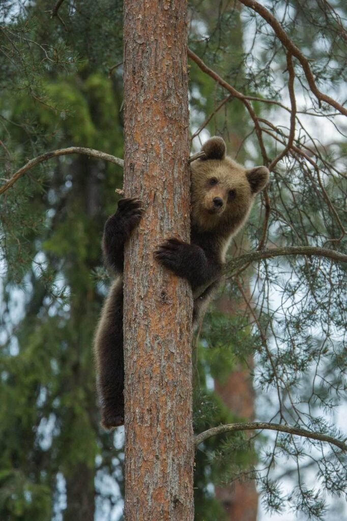 Urso a trepar a uma árvore Urso a trepar a uma árvore