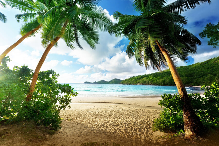 Papel de parede Praia com palmeiras e água azul - Image 13