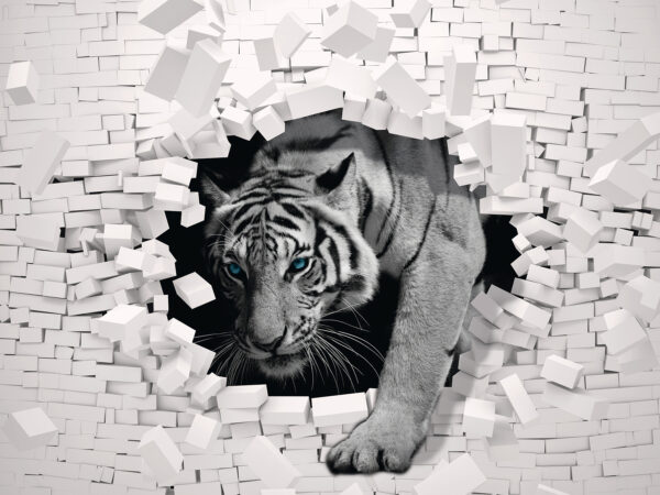 Tigre a sair de uma parede Tigre a sair de uma parede