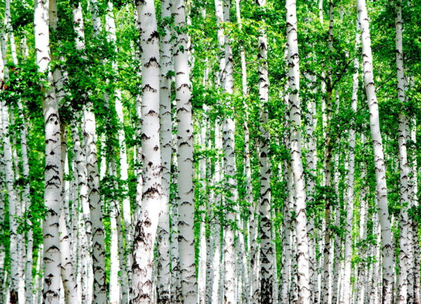 Grupo de árvores com folhas verdes Grupo de árvores com folhas verdes