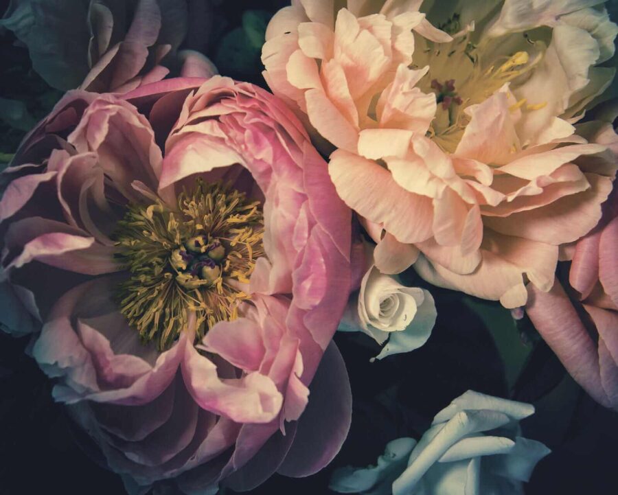 Lindas flores em tons suaves.