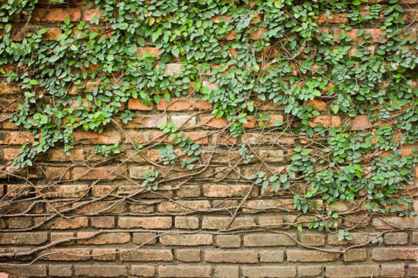 Um muro de tijolo com hera a crescer Um muro de tijolo com hera a crescer
