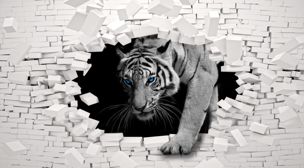 Tigre a passar por um buraco numa parede Tigre a passar por um buraco numa parede