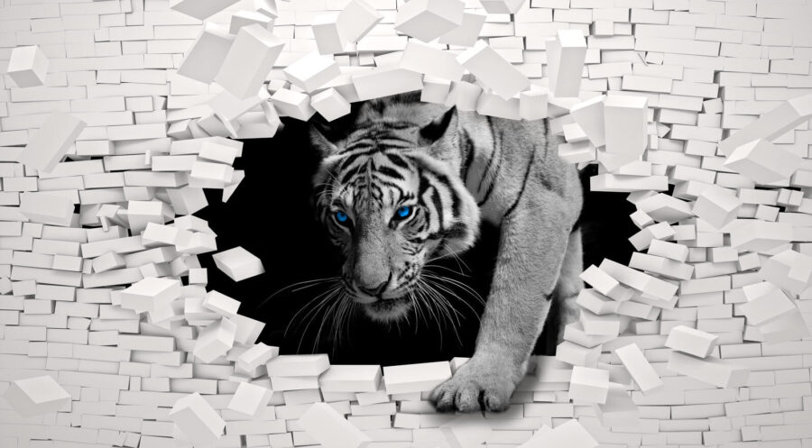 Tigre a passar por um buraco numa parede Tigre a passar por um buraco numa parede