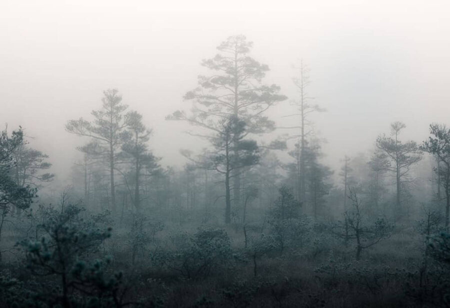 Floresta com nevoeiro e árvores