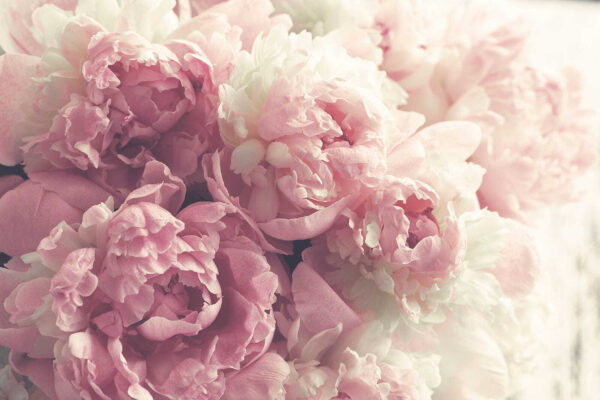 Flores delicadas em tons pastel suaves. Flores delicadas em tons pastel suaves.