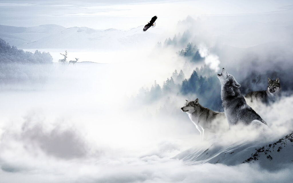 Lobo a uivar na neve Lobo a uivar na neve