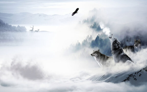 Lobo a uivar na neve Lobo a uivar na neve