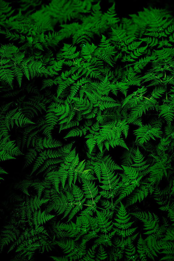 Grupo de folhas verdes Grupo de folhas verdes