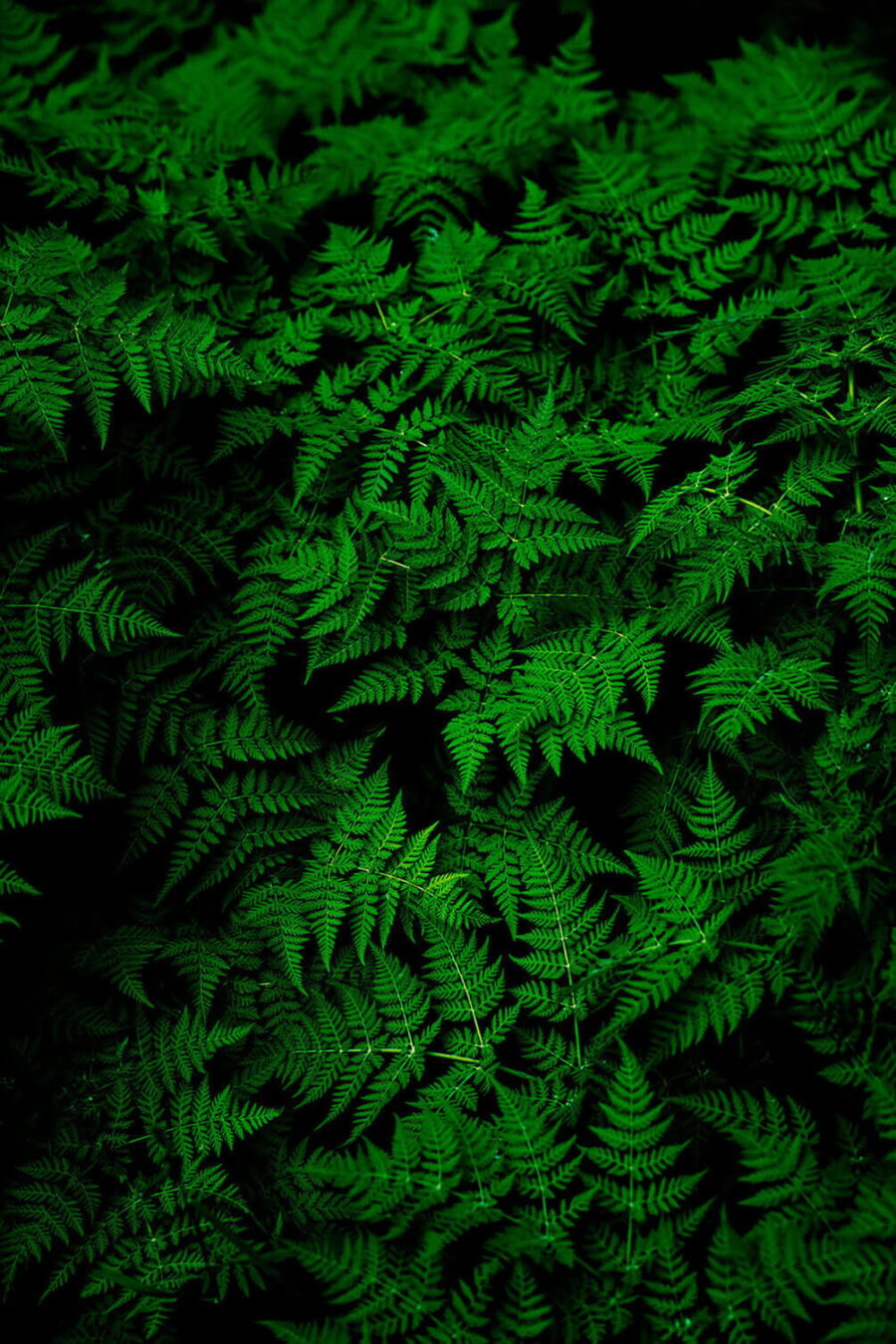 Grupo de folhas verdes