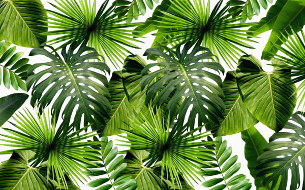 Grupo de folhas verdes Grupo de folhas verdes