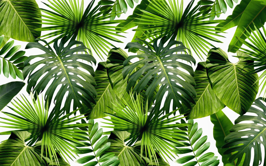 Grupo de folhas verdes Grupo de folhas verdes