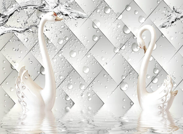 Cisnes brancos na água Cisnes brancos na água