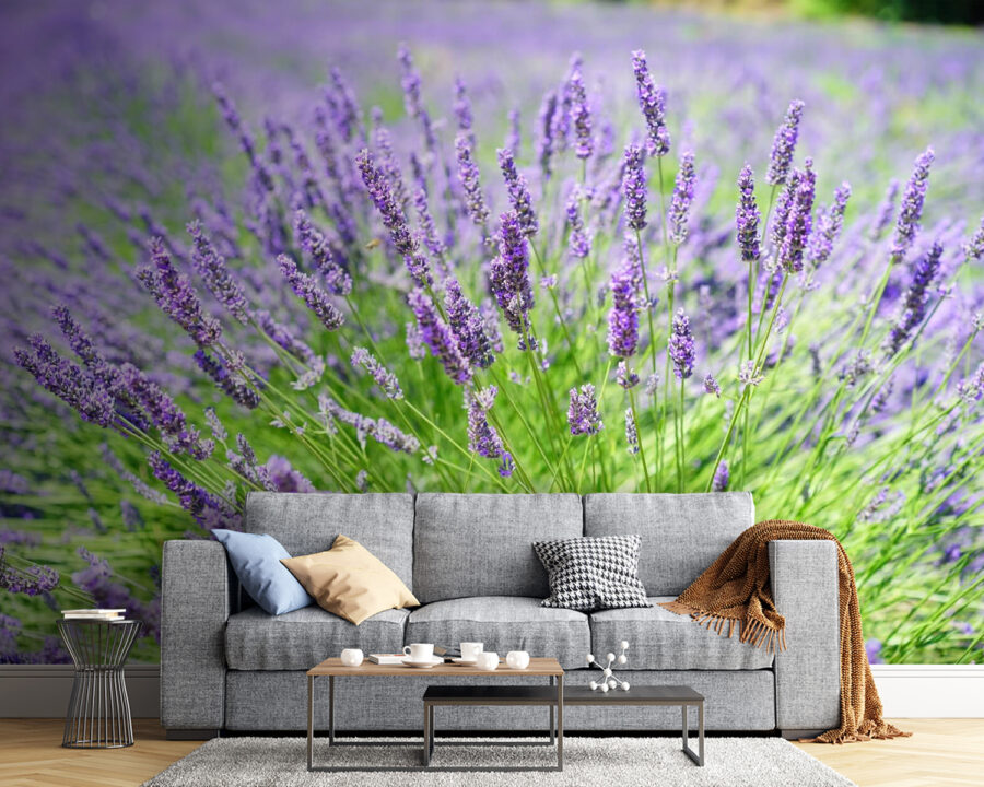 Campo de lavanda vibrante em flor Campo de lavanda vibrante em flor