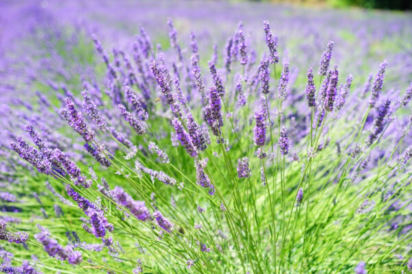Campo de lavanda vibrante em flor Campo de lavanda vibrante em flor