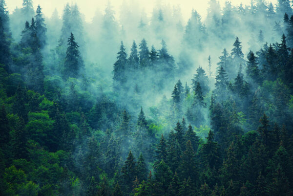 Floresta com nevoeiro e árvores Floresta com nevoeiro e árvores