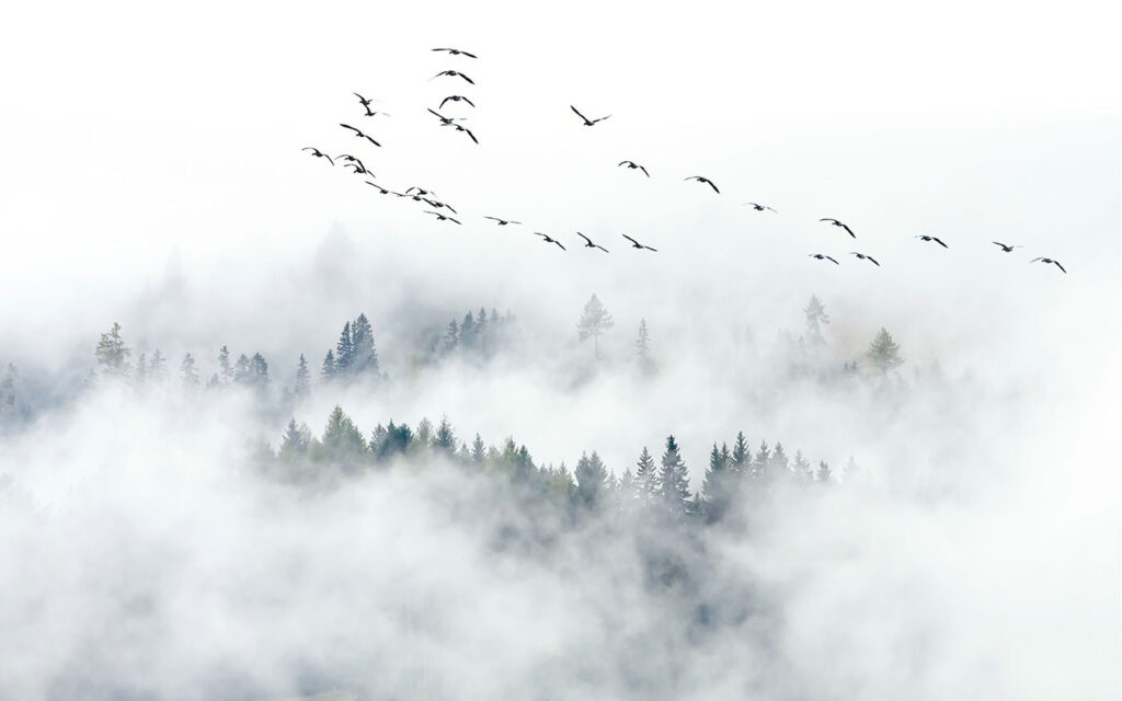 Pássaros a voar no céu Pássaros a voar no céu