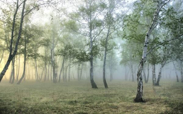 Floresta com nevoeiro e árvores Floresta com nevoeiro e árvores