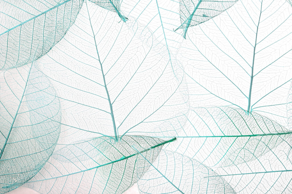 A group of leaves with veins