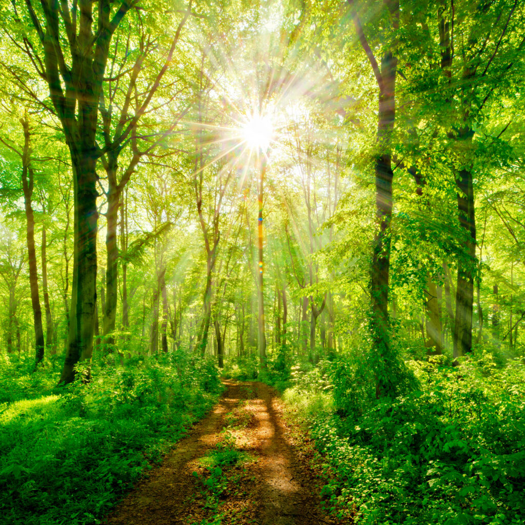 Caminho através de uma floresta com árvores e plantas Caminho através de uma floresta com árvores e plantas
