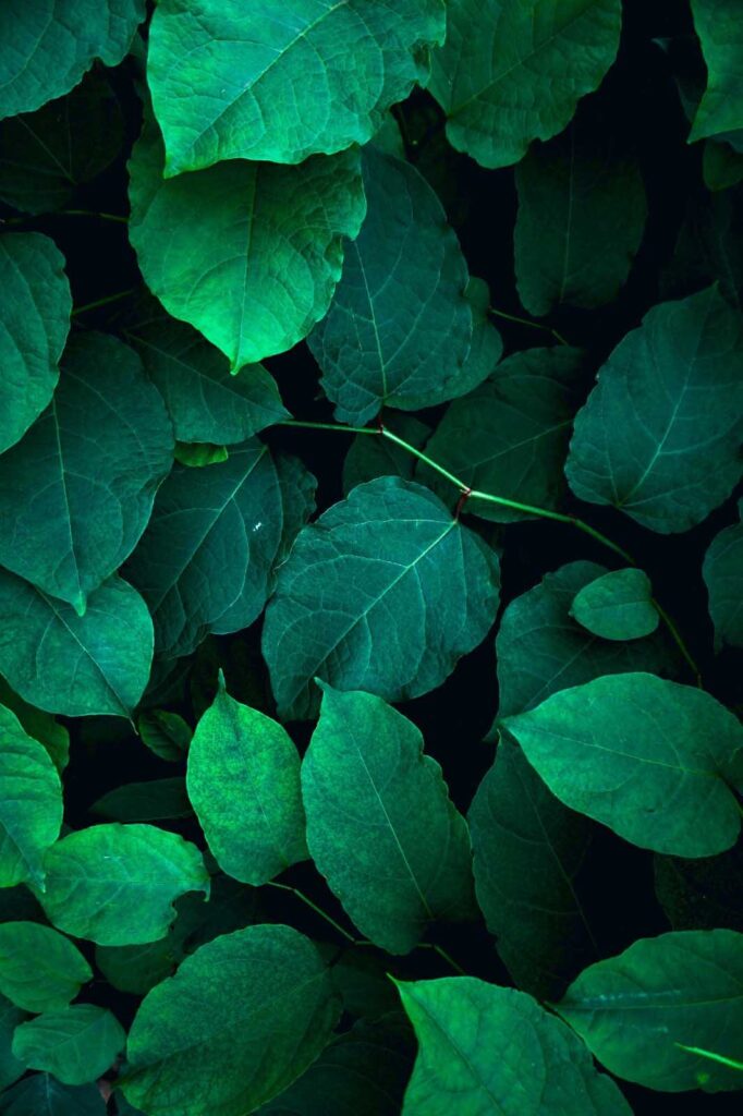 Grupo de folhas verdes Grupo de folhas verdes