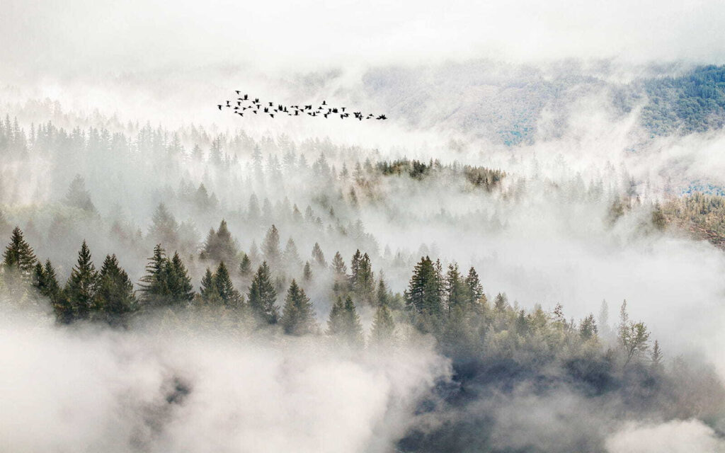 Pássaros a voar sobre uma floresta Pássaros a voar sobre uma floresta