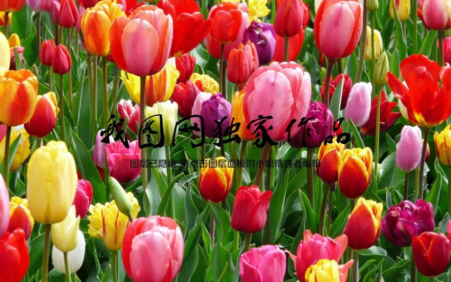 Grupo de tulipas coloridas