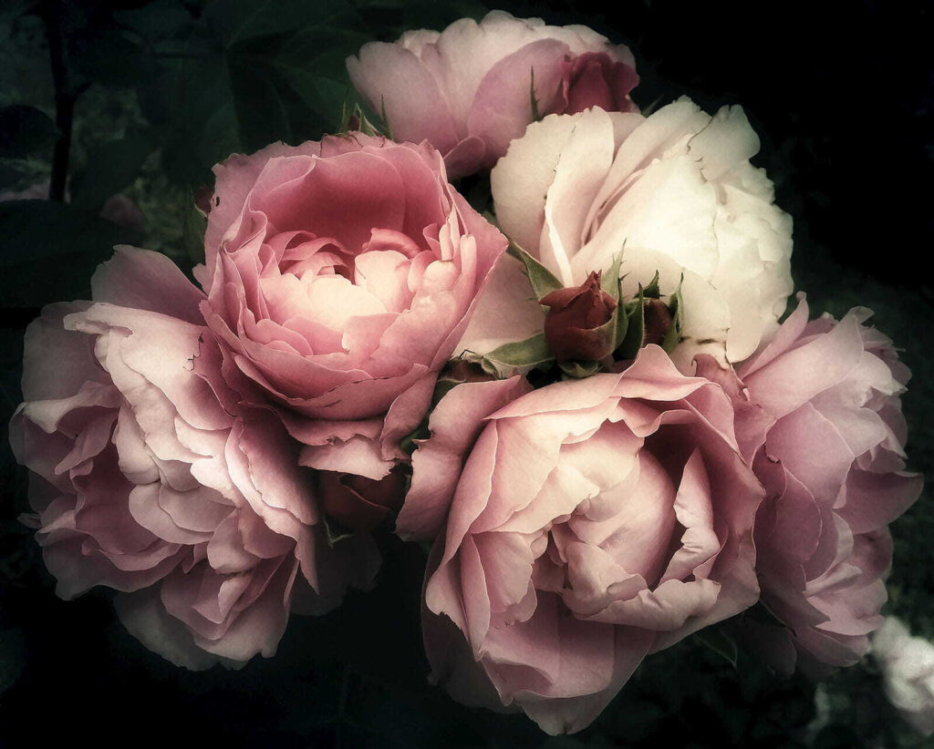 Grupo de rosas cor-de-rosa e brancas Grupo de rosas cor-de-rosa e brancas