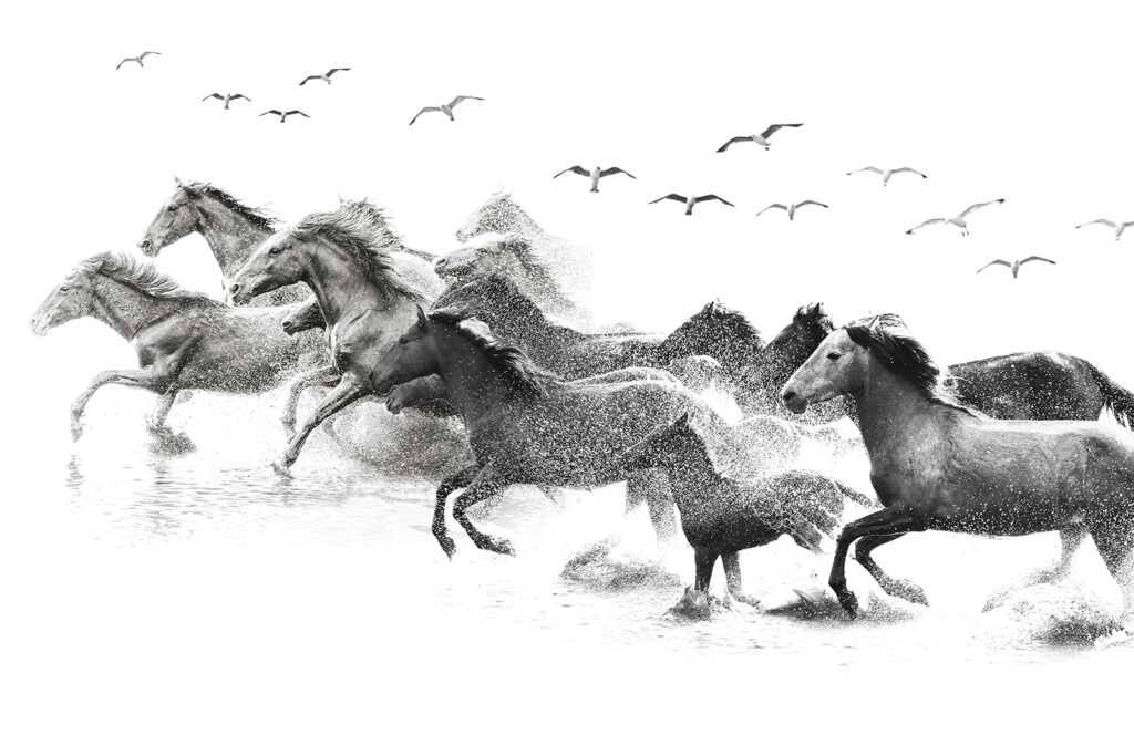 Um grupo de cavalos a correr na água Um grupo de cavalos a correr na água