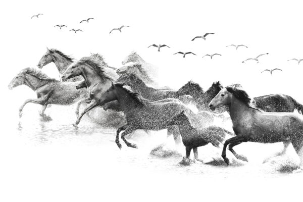 Um grupo de cavalos a correr na água Um grupo de cavalos a correr na água