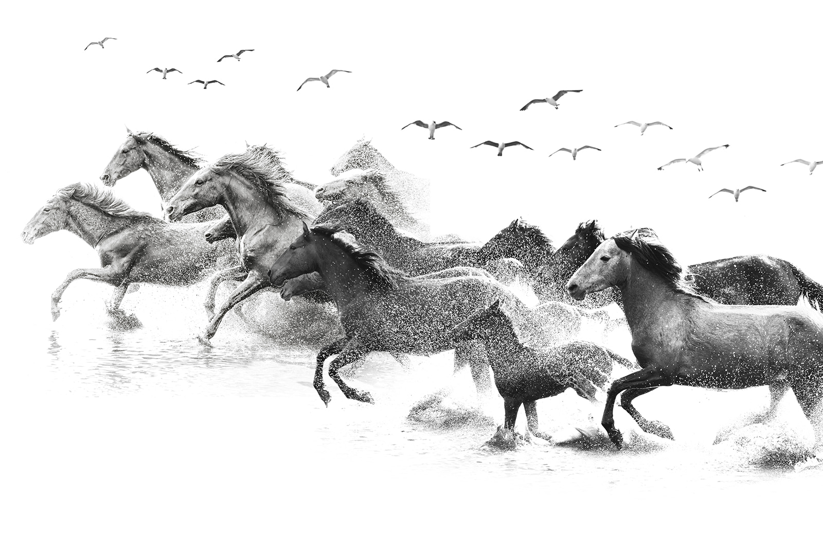 u14413p - Um grupo de cavalos a correr na água - tegory