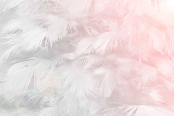Penas delicadas em tons pastel suaves. Penas delicadas em tons pastel suaves.