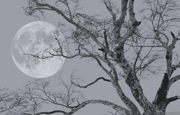Árvore com ramos e uma lua ao fundo Árvore com ramos e uma lua ao fundo