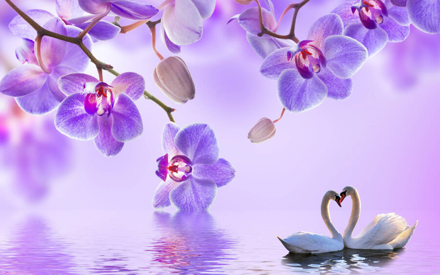 Dois cisnes num lago com flores roxas