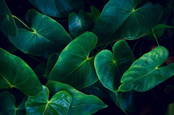 Folhas verdes exuberantes em harmonia Folhas verdes exuberantes em harmonia