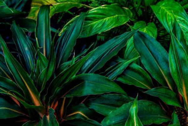 Folhas tropicais exuberantes num verde vibrante. Folhas tropicais exuberantes num verde vibrante.