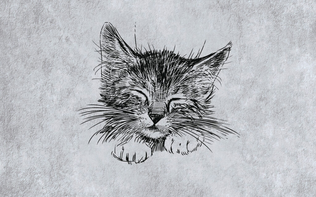 Desenho de um gato Desenho de um gato