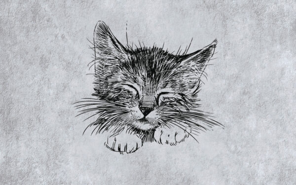 Desenho de um gato Desenho de um gato