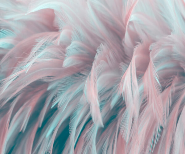 Penas delicadas em cores suaves. Penas delicadas em cores suaves.
