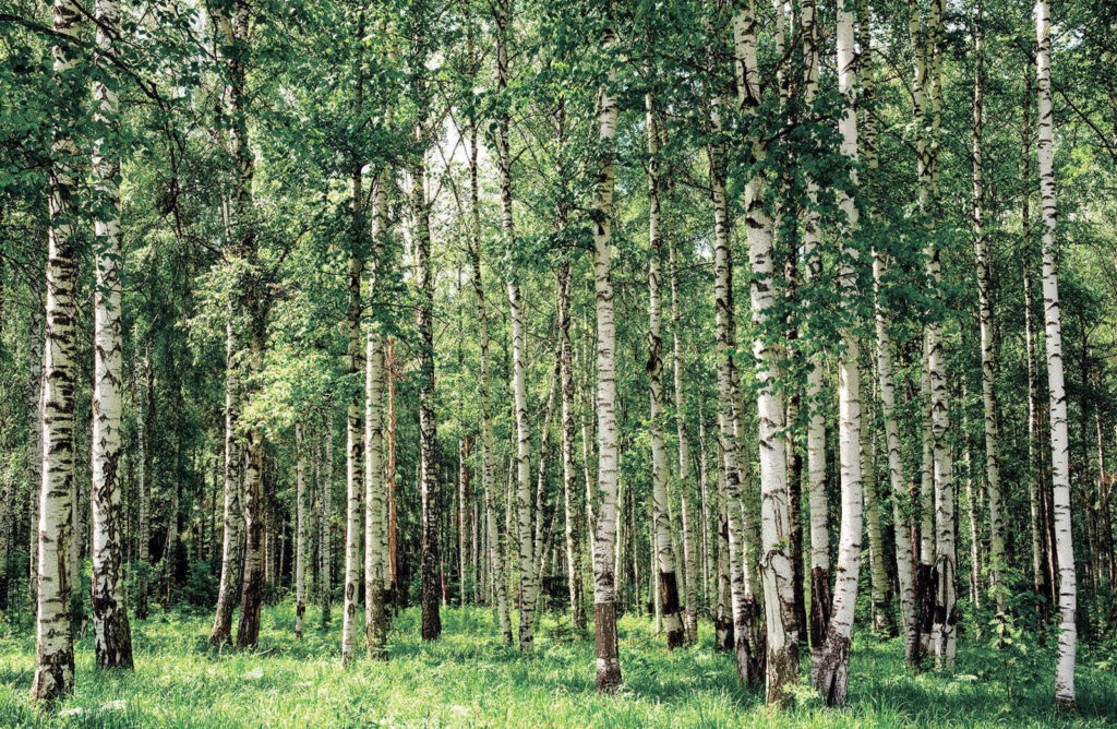 Grupo de árvores numa floresta Grupo de árvores numa floresta