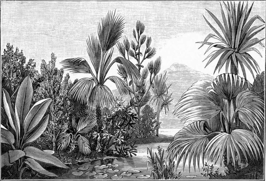 Desenho a preto e branco de uma floresta tropical Desenho a preto e branco de uma floresta tropical