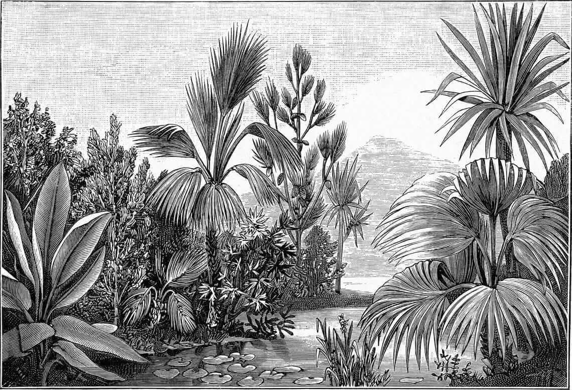 Desenho a preto e branco de uma floresta tropical u52597p - Desenho a preto e branco de uma floresta tropical - tegory